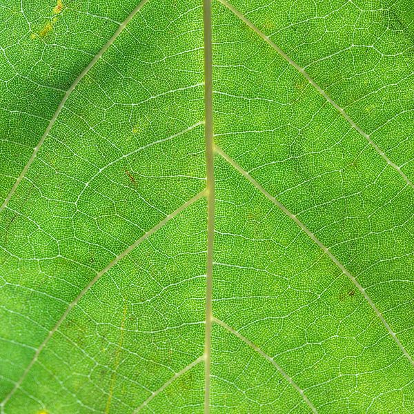 Autumn leaf by Elly Damen