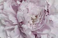 Peony