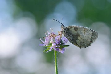 Chessboard (Butterfly) by Karin Jähne