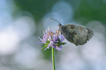 Échiquier (papillon) sur Karin Jähne