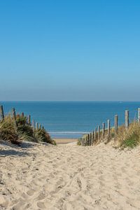 paysage d'un chemin de dunes menant à la plage de Zandvoort,