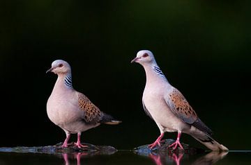 Racines d'été (Streptopelia turtur) sur Beschermingswerk voor aan uw muur