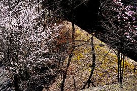 FRÜHLING IN JAPAN 14 von Miroslav Ptacek