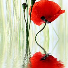 Poppies by Violetta Honkisz