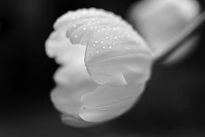 Verregende tulp