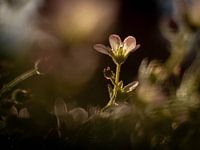 Little Flower