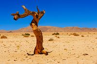 Wächter der Einöde – Ein Baum in der offenen Weite Namibias