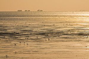 Birds foraging at Wadden Sea by Beschermingswerk voor aan uw muur