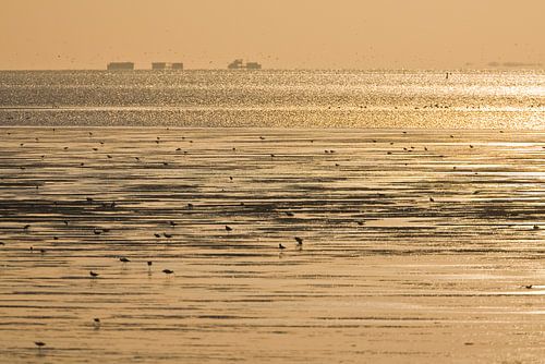 Steltlopers in de Waddenzee van Beschermingswerk voor aan uw muur