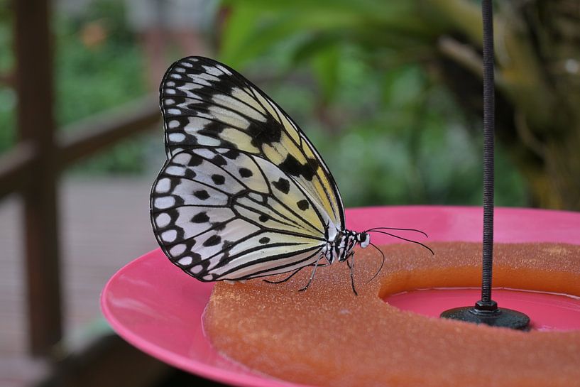 Papillon sur bague de fruit par Minimalistic Travel Photography by.Rieneke