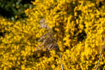 Rietpluim op gele achtergrond