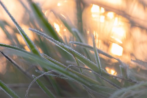 frozen grass on fire