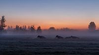 Sonnenaufgang an einem nebligen Morgen.
