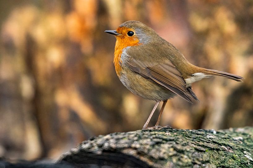 Robins von Merijn Loch