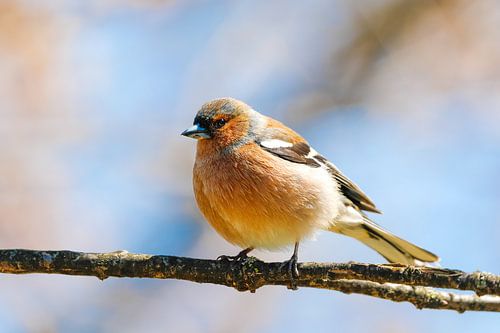 Vogel