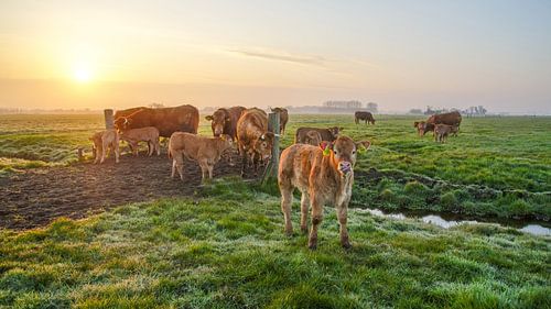 Vaches dans la prairie