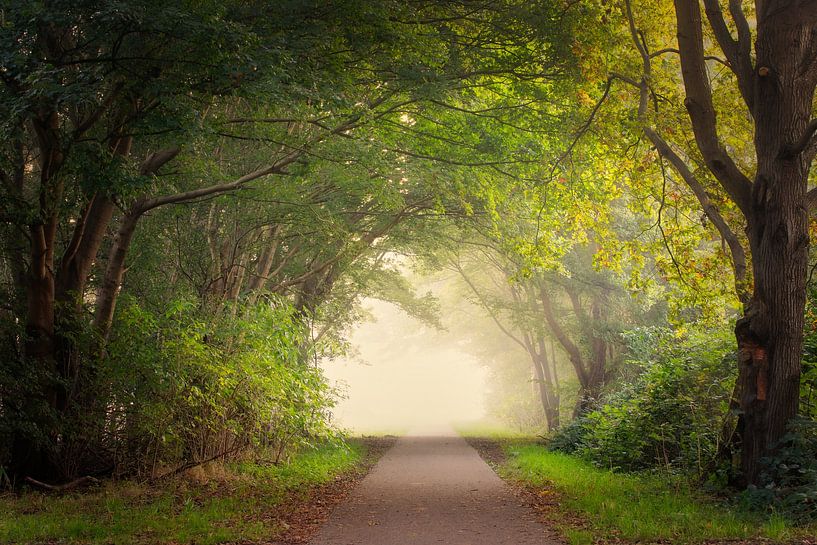 Mysterious forest road in the morning mist by Original Mostert Photography