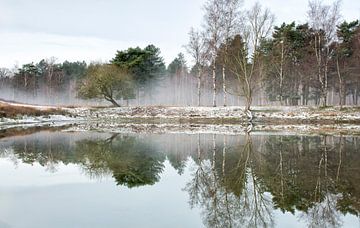 Mistige ochtend aan het water, Boswachterij Dorst, Nederland van Sebastian Rollé - travel, nature & landscape photography