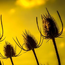 Thistle Seed Pods von Arie Mastenbroek