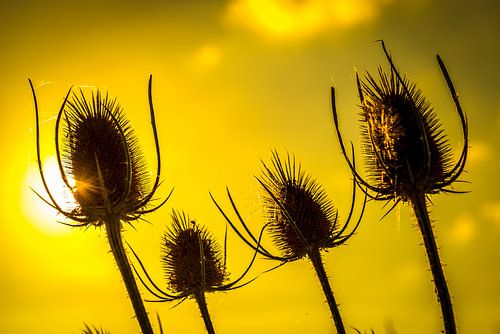 Thistle Seed Pods by Arie Mastenbroek