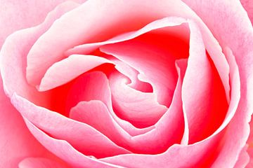 Bloeiende roze roos close up van Eye on You