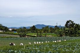 Récolte rurale dans les plantations de légumes sur Frank Photos