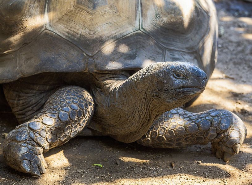 Portrait of a turtle by ManfredFotos