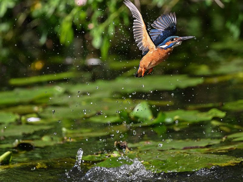 Martin-pêcheur par Jan Barthodzie