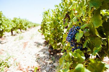 Vines in the south of France by Nick van Dijk