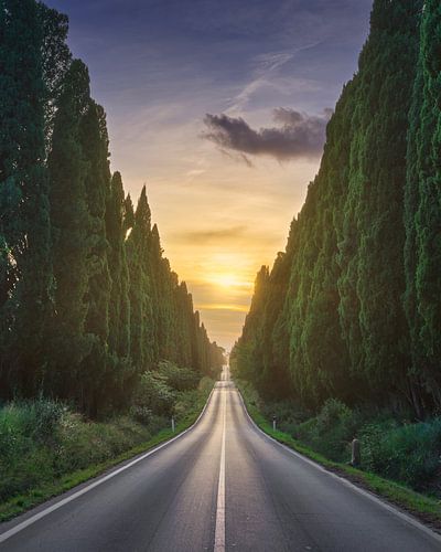 De beroemde cipressenlaan van Bolgheri bij zonsondergang
