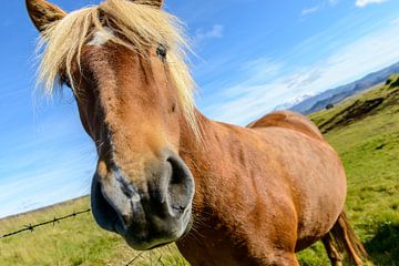 Icelandic horse close up by Sjoerd van der Wal Photography