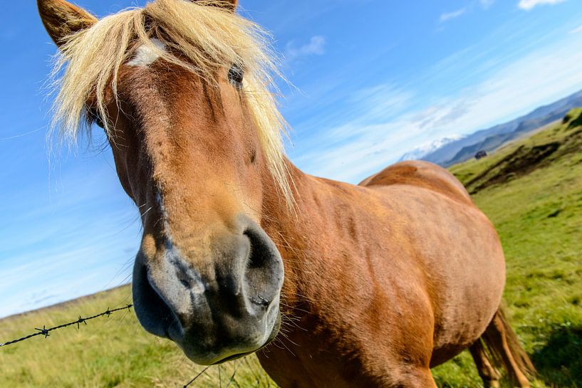 IJslands paard van Sjoerd van der Wal Fotografie