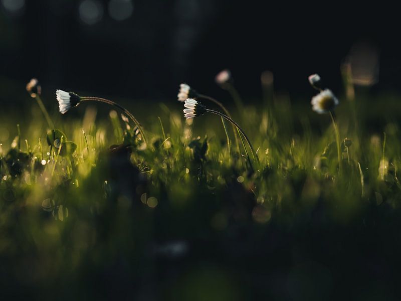 Towards the sun by Lisa Zet