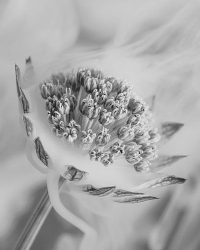 Black and white: Head in the clouds: Astrantia Major by Marjolijn van den Berg