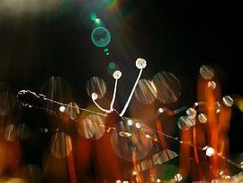 Magic mushrooms by Rink Rotteveel