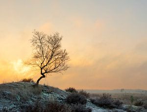 Een prachtige winterse ochtend op de Kalmthoutse Heide van Jos Pannekoek