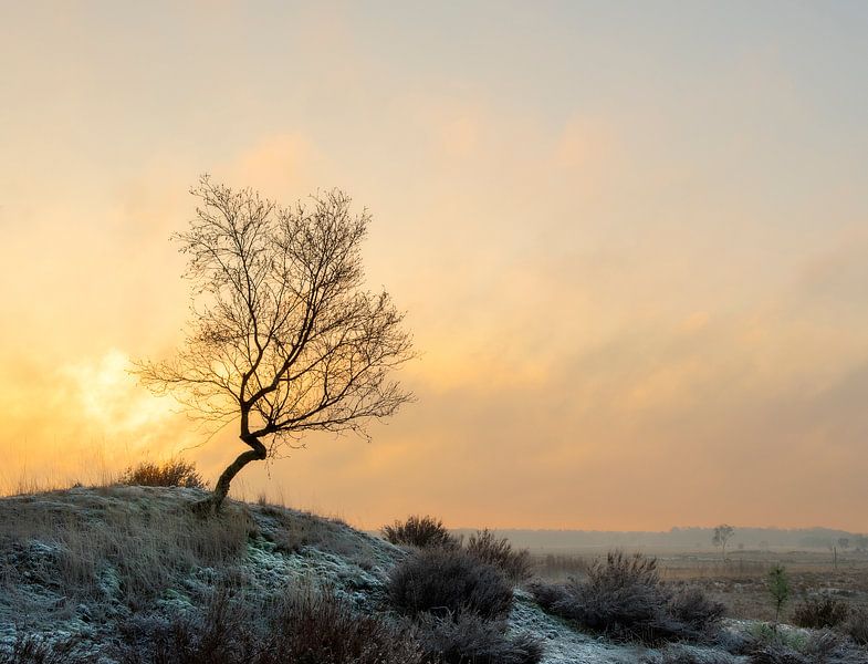 Belle matinée d'hiver avec une lumière incroyable. par Jos Pannekoek