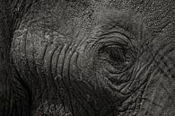 elephant by Ed Dorrestein thumbnail