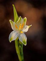 Blume des Sommers Glockenblume