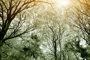 Zonnig lentebos