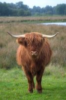 Schotse Hooglander.