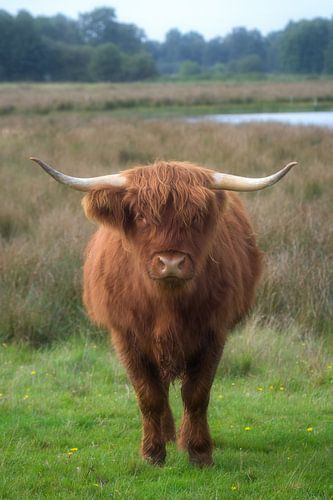 Highlander écossais.