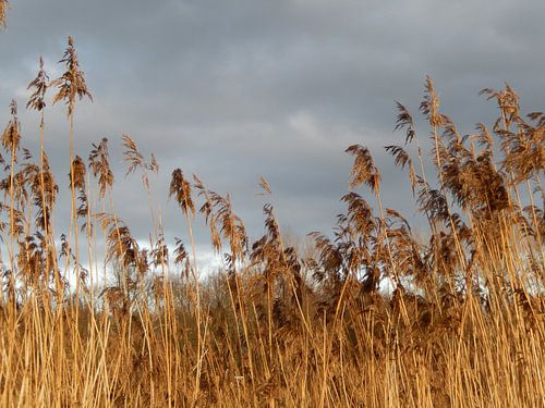 wolken boven de rietpluimen