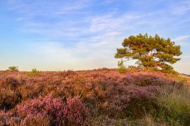 Sunset over a heather landscape by Sjoerd van der Wal Photography