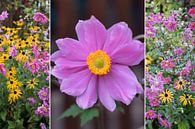 Collage - Herfstanemonen en coneflower van SusaZoom thumbnail