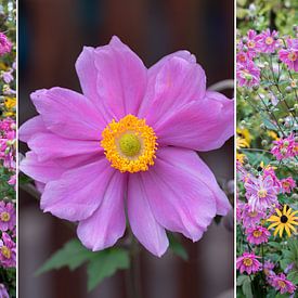 Collage - Herfstanemonen en coneflower van SusaZoom