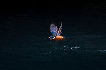 Martin-pêcheur beauté rapide en bleu et orange