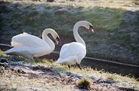 Swans along the waterfront