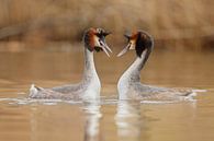 Love birds van Menno Schaefer thumbnail