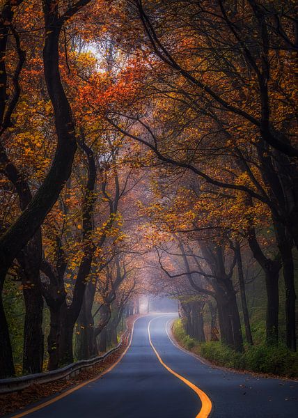 Road to the Winter by Tiger Seo
